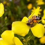 Fructueux butinage d'une Oxalis corniculée. מוצצת מיץ חמציץ